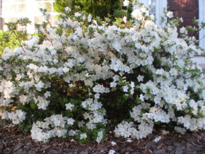 white azaleas