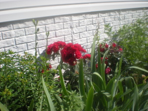 Side Garden (Milkweed, Irises, Roses, Golden Yarrow)