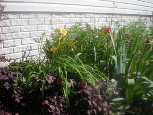 Side Garden (Tea Groundcover, Lillies, Milkweed Bush, Irises, Roses, Golden Yarrow)
