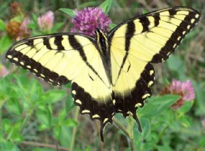 Eastern_Tiger_Swallowtail_butterfly [Photo Courtesy: wikipedia.org]