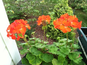 Red Geraniums