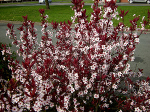 Cistena shrub in full bloom [Photo Courtsey: www.flickr.com]