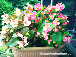 Combination of 2 Begonias (Light Pink and Dark Pink)
