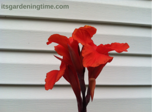 Tropical Red Canna