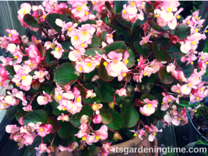Light Pink Begonias