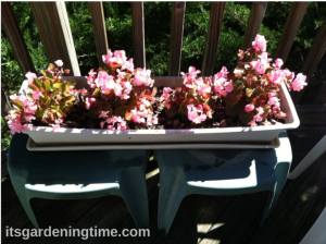 Pot of Light Pink Begonias