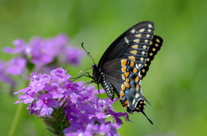 Black Tiger Swallowtail Butterfly [Photo Courtesy: cambridgeincolour.com]