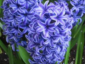 Blue Hyacinth [Photo Courtesy: www.galleryhip.com]