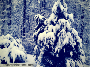 Winter Landscape (Common Arborvitae Evergreen)
