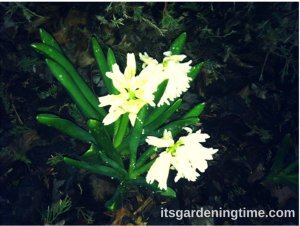 White Hyacinth Blooming in Early Spring Evening