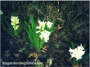 White Hyacinth Blooming in Early Spring Evening