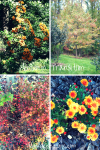 Autumn Transition (Pyracantha Teton, Oak tree, Golden Barberry, Pumpkin Chrysanthemum) beginner gardener how to garden