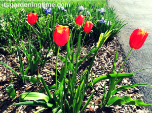 Red Tulips beginner gardener how to garden