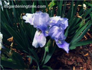 "Tinkerbell" Bearded Iris beginner gardener how to garden