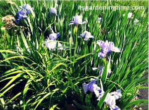 "Tinkerbell" Bearded Iris beginner gardener how to garden