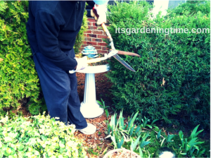 Prune Evergreens to Maintain Shape & Size beginner gardener how to garden