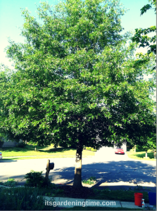 #DIY Oak Tree Pruning! how tom garden beginner gardener