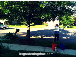 #DIY Tree Pruning! beginner gardener how to garden