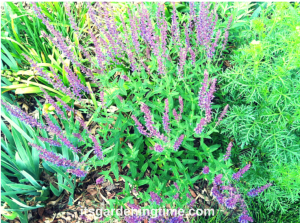 Purple Salvia Perennial beginner gardener how to garden