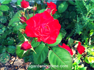 Red Roses beginner gardener how to garden