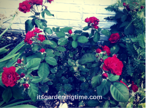 Red Roses Full Bloom beginner gardener how to garden