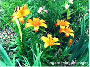 Asiatic Lilies (Orange) beginner gardener how to garden