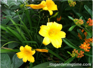 Day Lilies (Yellow) beginner gardener how to garden