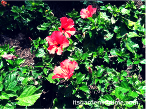 Myrtle Beach Hibiscus beginner gardener how to garden