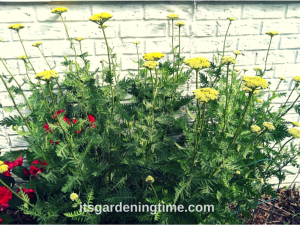 Golden Yarrow beginner gardener how to garden