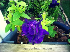 Pretty Purple Petunias how to garden beginner gardener
