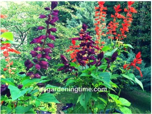 Purple & Red Salvia! how to garden beginner gardener