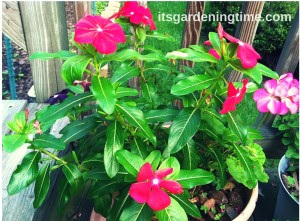Magenta Vinca & Pink Geranium how to garden beginner gardener