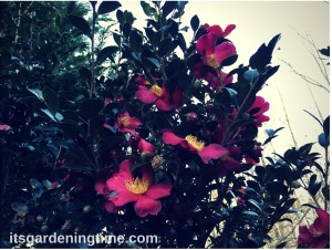 Camellia "Yuletide" beginner gardener how to garden
