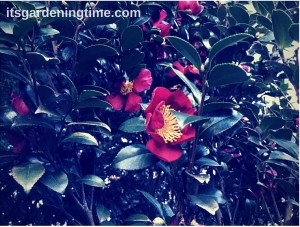 Camellia "Yuletide" beginner gardener how to garden