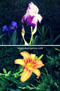 Combination: Bearded Irises & Tiger Lilies beginner gardener how to garden