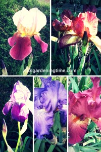 5 Stunning Bearded #Irises! how to garden beginner gardener