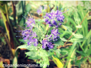 Blue Coreopsis Flowers how to garden beginner gardener