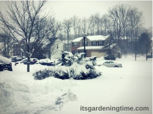 #Blizzard2016! beginner gardener how to garden