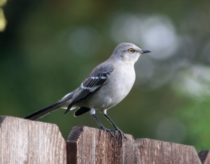 Mockingbird [Photo Courtesy: commons.wikipedia.com]