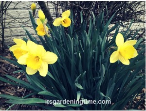 Daffodils how to garden beginner gardener