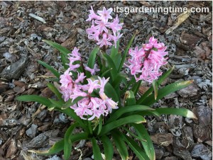 Pink Hyacinth Flowers beginner gardener how to garden
