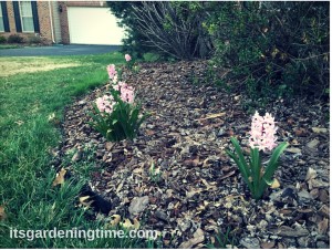 Pink Hyacinth Flowers beginner gardener how to garden