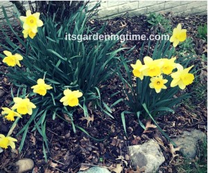 Spring Daffodils! how to garden beginner gardener