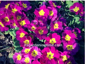 Primrose Flowers how to garden beginner gardener