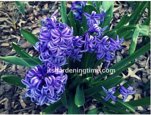 Grape Hyacinth beginner gardener how to garden