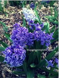 Grape Hyacinth how to garden beginner gardener