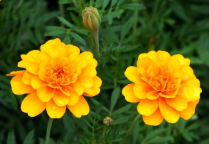 Marigolds [Photo Courtesy: www.pixabay.com] beginner gardener how to garden