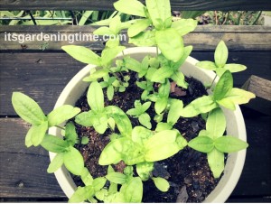 Lupine Seedlings beginner gardener how to garden