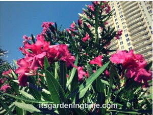 Tropical Shrub Blooms Magenta Flowers how to garden beginner gardener