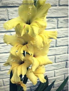 Yellow Gladiolus how to garden beginner gardener